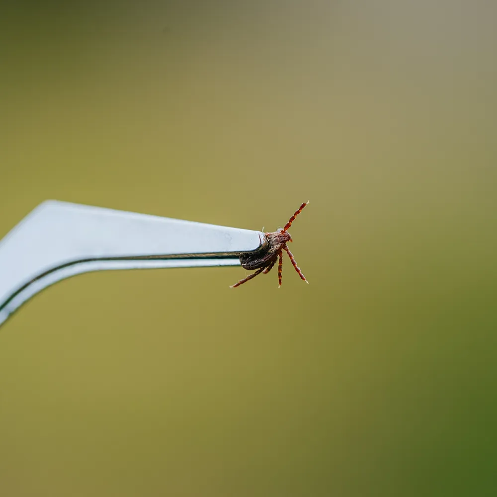 a tick